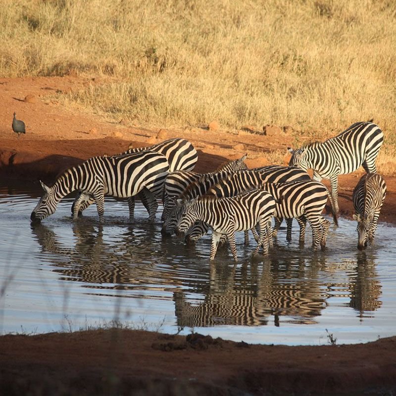 Mistakes You Should Avoid To Make Your Days Safari to Tsavo East-WestMemorable