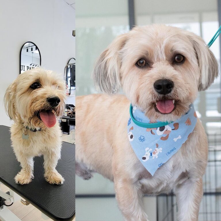 Dog Grooming Services