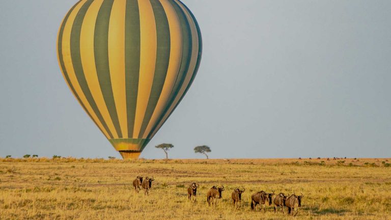balloon safari