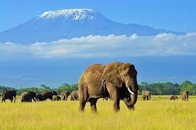 Expert Guidance To Flourish Your Safari Tour In Kenya