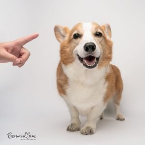 best pet photography