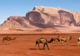 Jordan Holidays Tours