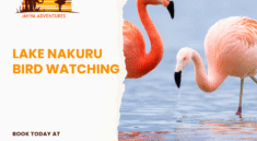 Lake Nakuru bird watching