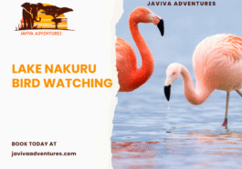 Lake Nakuru bird watching