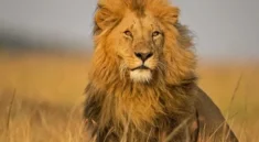 Africa Wildlife Safaris