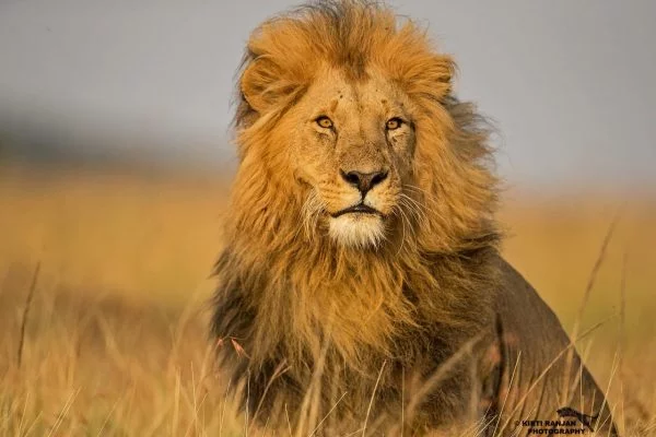 Africa Wildlife Safaris