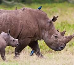 Africa Wildlife Safaris