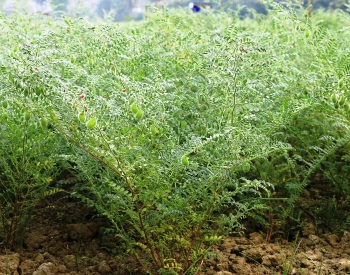 Green Cardamom Exporter