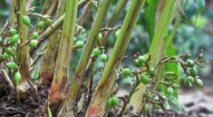 Green Cardamom Exporter