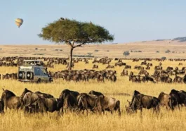 East Africa Safaris
