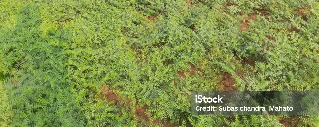 Premium Black Chickpeas Wholesale