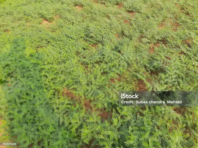 Premium Black Chickpeas Wholesale